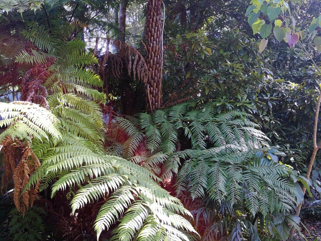 Misty rainforest canopy at Springbrook Rainforest Retreat