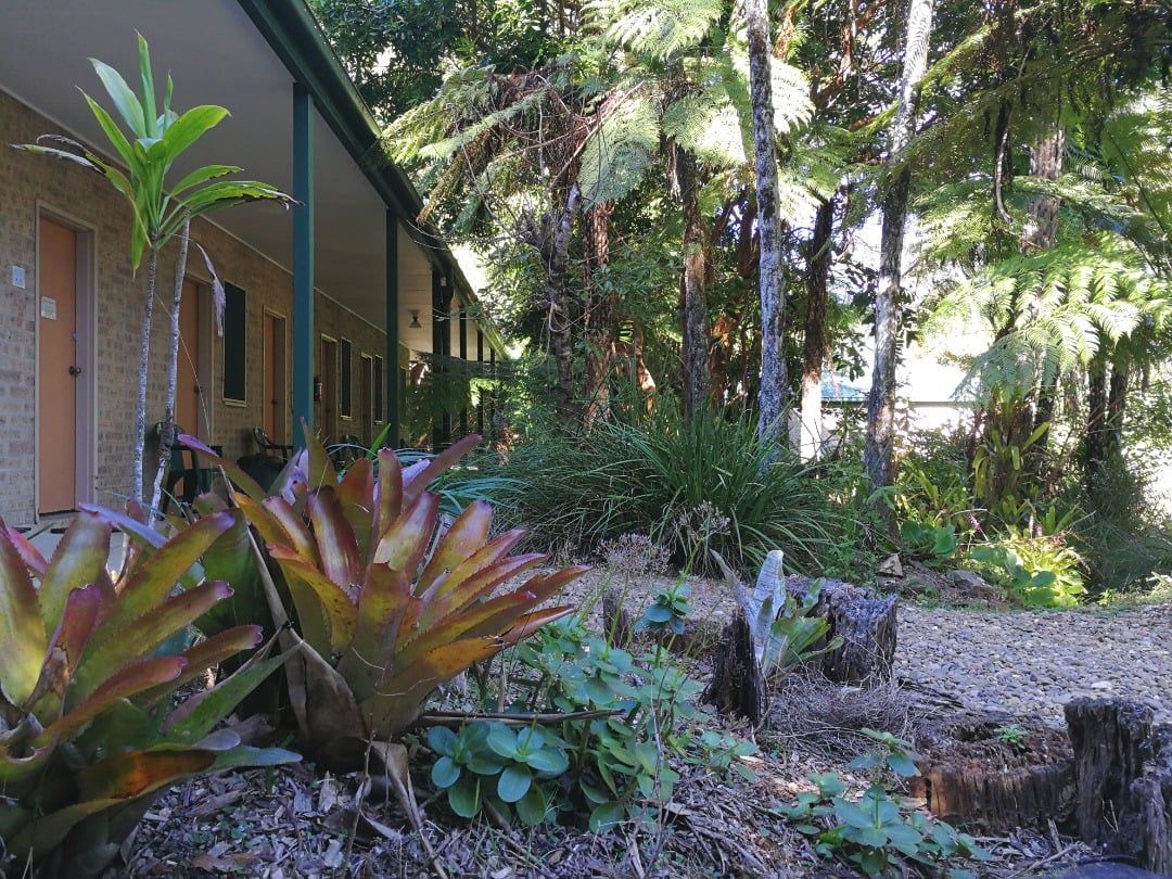 Peaceful gardens and grounds at Springbrook Rainforest Retreat