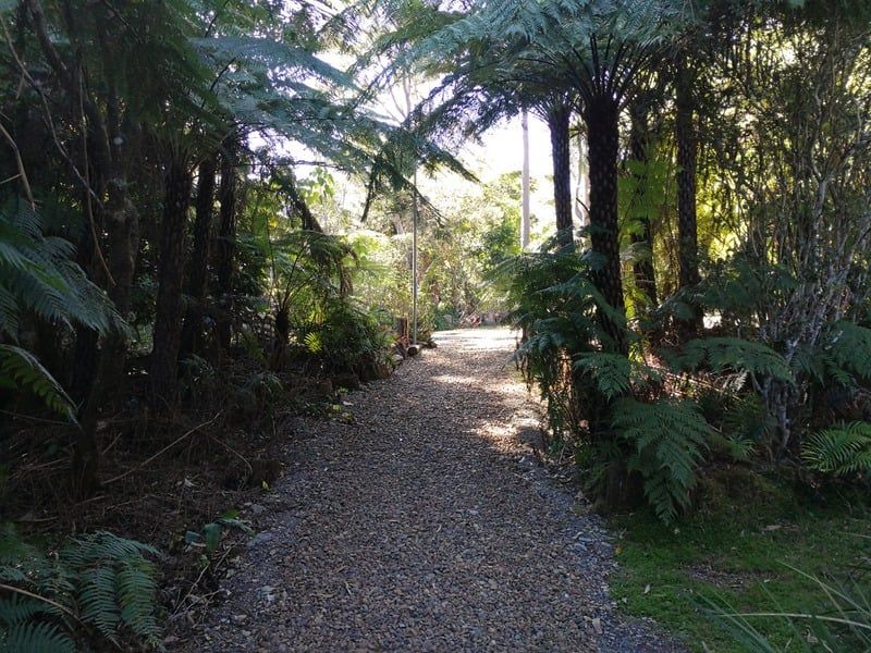 Walking path through the rainforest at Springbrook